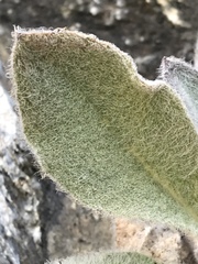 Hieracium tomentosum