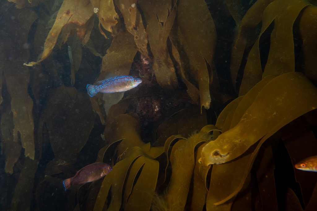 Rock cook (Centrolabrus exoletus) — Labridae