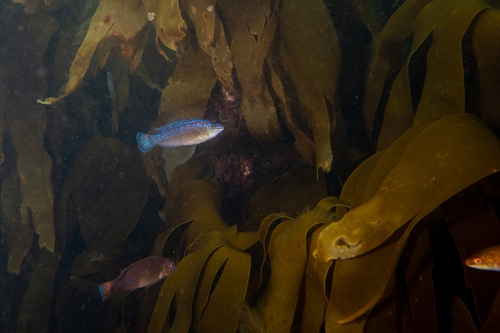 Rock cook (Centrolabrus exoletus) — Labridae