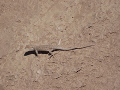 Liolaemus atacamensis