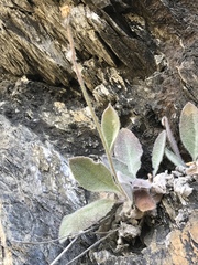 Hieracium tomentosum