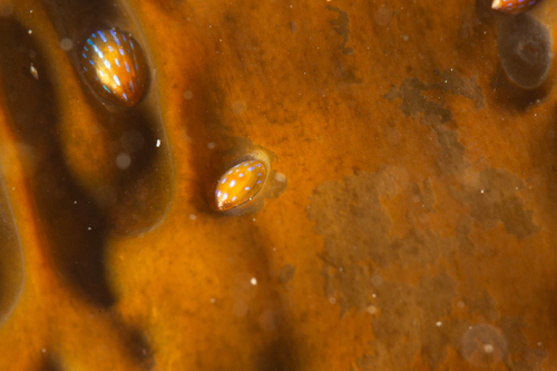 Patella pellucida