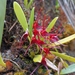 Hidden Spider Orchid - Photo (c) Johnnier Arango, some rights reserved (CC BY-NC), uploaded by Johnnier Arango