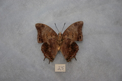 Charaxes galawadiwosi