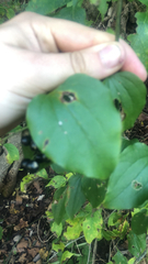 Smilax tamnoides