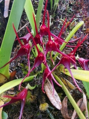 Masdevallia herradurae