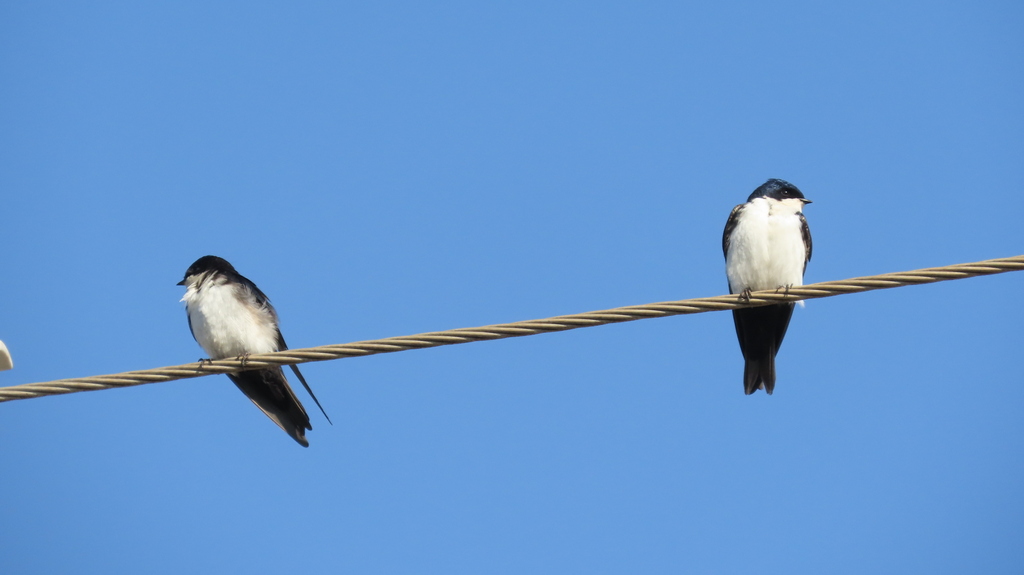 Blue-and-white Swallow (cyanoleuca)