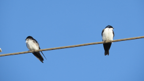 Blue-and-white Swallow (cyanoleuca)