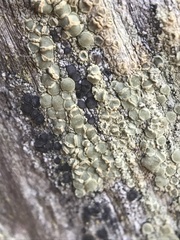 Lecanora confusa