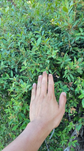 Quercus chrysolepis × vacciniifolia