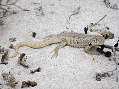 Liolaemus nigromaculatus