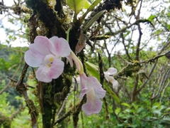 Rodriguezia lehmannii