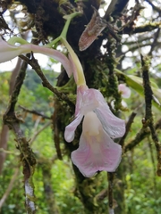 Rodriguezia lehmannii