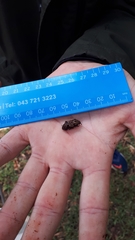 Phacecorynes sommeri