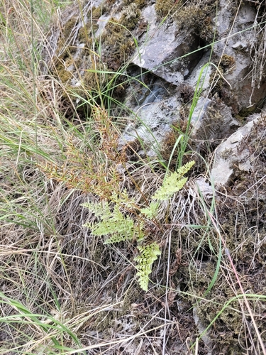 American parsley fern