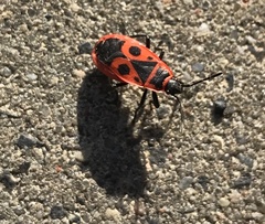 Pyrrhocoris apterus
