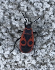 Pyrrhocoris apterus