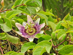Passiflora alata × caerulea