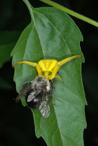 White-banded Crab Spider