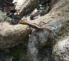 Anolis sagrei sagrei