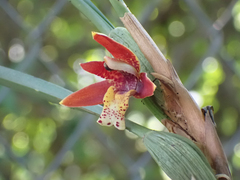 (c) jlsnaddon, some rights reserved (CC BY) Maxillaria tenuifolia, photograph (c) jlsnaddon, some rights reserved (CC BY)