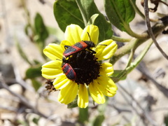 Calendyma aequipunctata