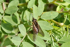 Pangoniinae