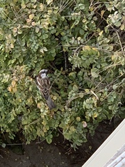 Passer domesticus
