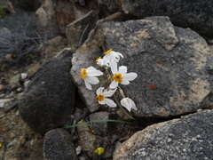 Leucocoryne narcissoides