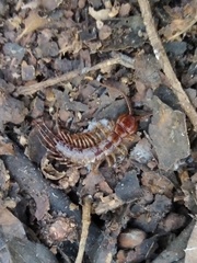 Lithobius cerii