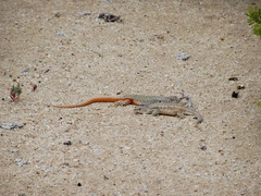 Liolaemus nigromaculatus