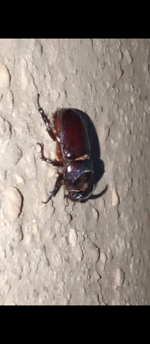 Boas Rhinoceros Beetle