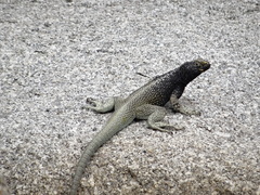 Microlophus atacamensis