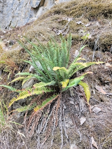 Narrowleaf sword fern