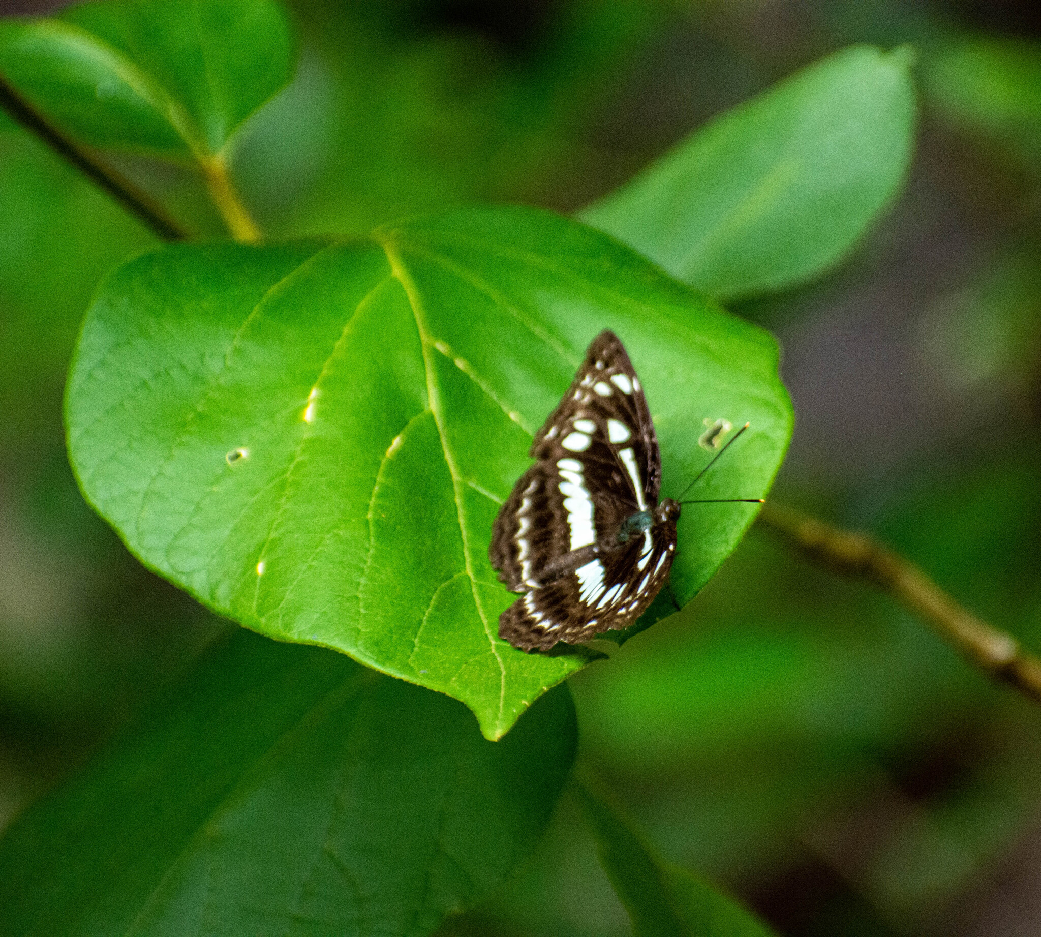 Chestnut-Streaked Sailer