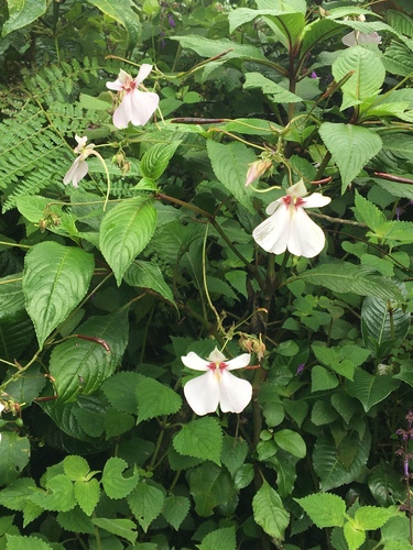Impatiens teitensis, photograph 3