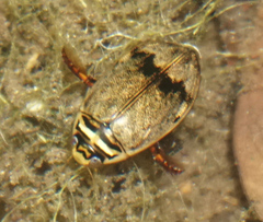 Thermonectus nigrofasciatus