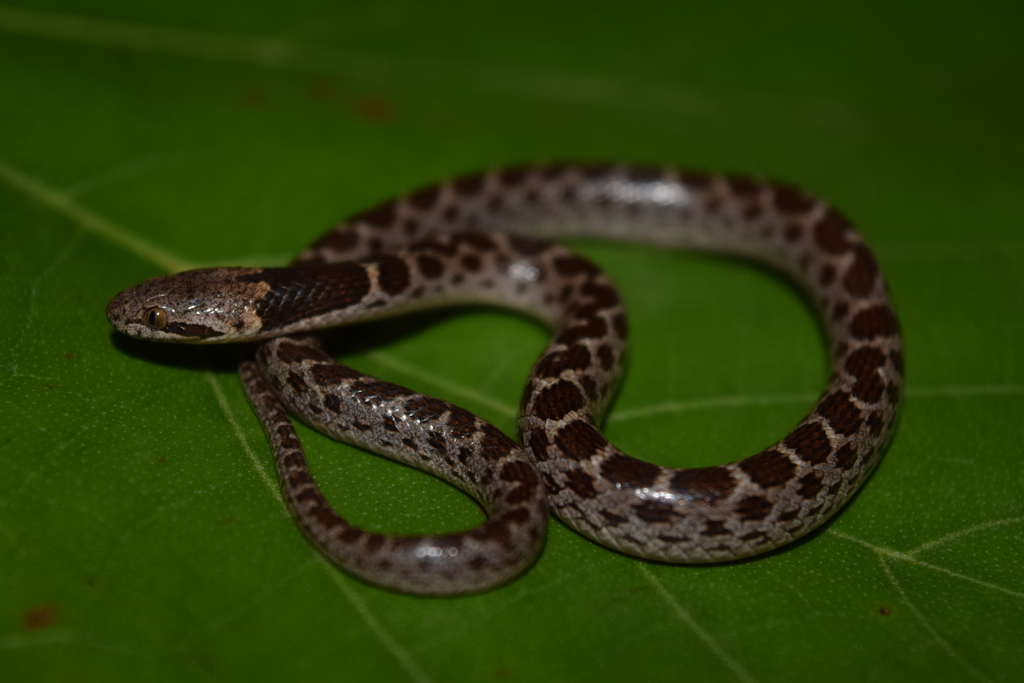 Rio Grande de Santiago Nightsnake