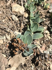 Telephium imperati
