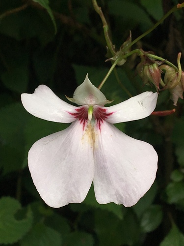 Impatiens teitensis, photograph 4