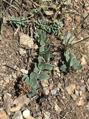 Telephium imperati