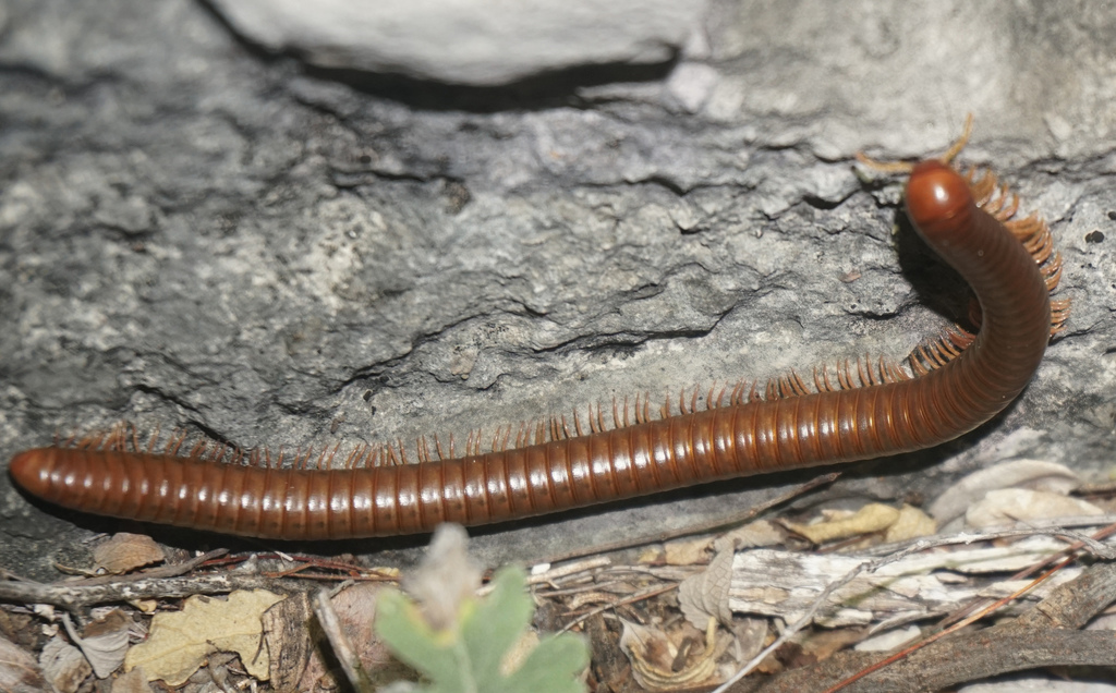 Orthoporus flavior