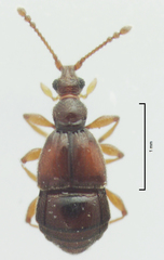 Pselaphophus atriventris