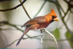 Cardinalis cardinalis mariae