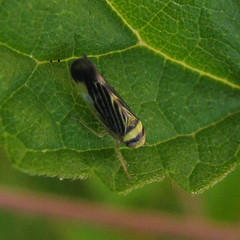 Colladonus mendicus
