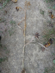 Panicum miliaceum ruderale