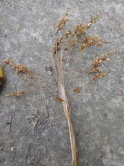 Panicum miliaceum ruderale