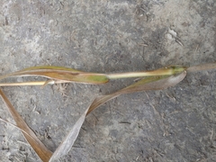 Panicum miliaceum ruderale
