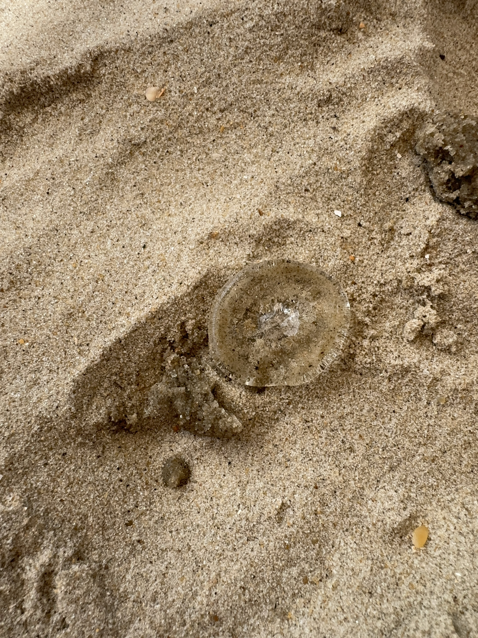 Rhacostoma atlanticum L.Agassiz, 1851