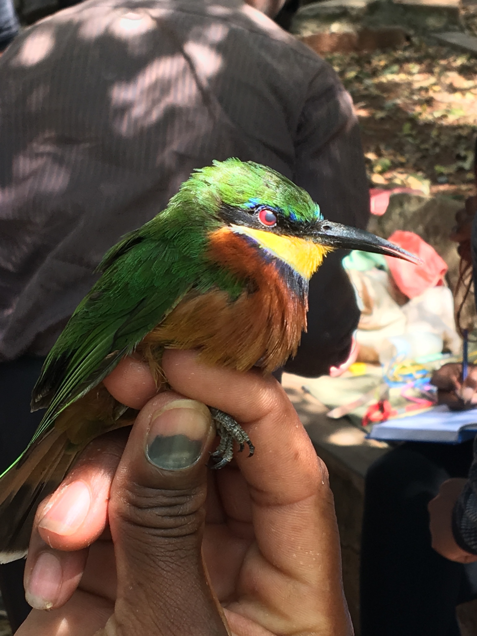 Cinnamon-chested Bee-eater illustration